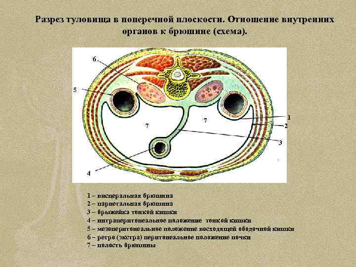 Разрез туловища в поперечной плоскости. Отношение внутренних органов к брюшине (схема). 6 5 7