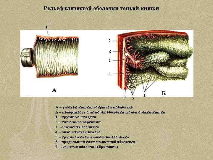 Рельеф слизистой оболочки тонкой кишки 1 7 6 5 4 А 3 2 1