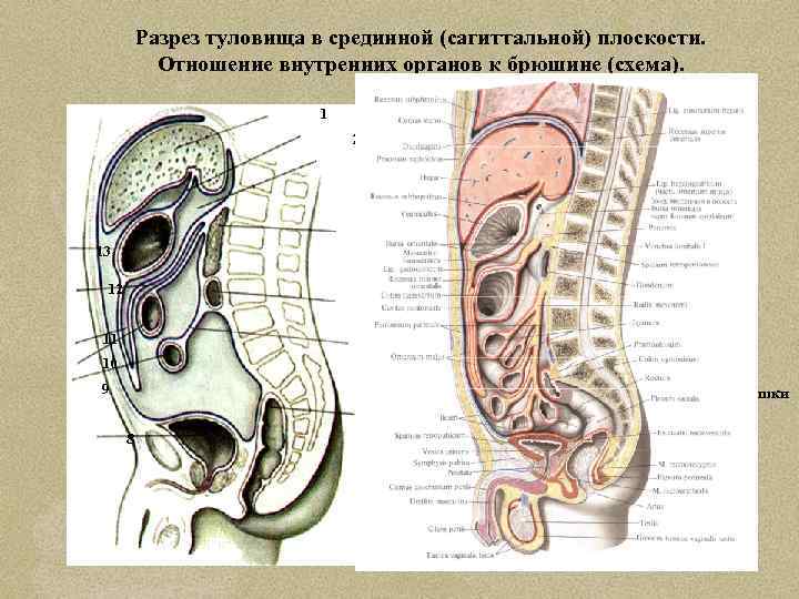 Разрез туловища в срединной (сагиттальной) плоскости. Отношение внутренних органов к брюшине (схема). 1 2