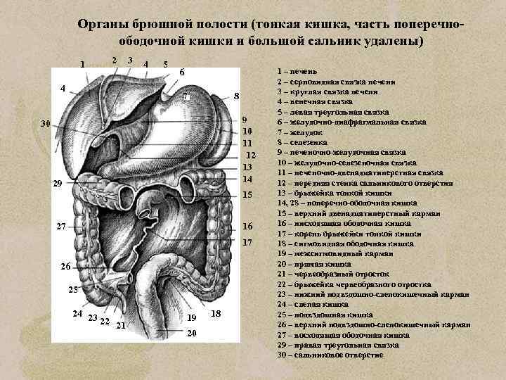 Органы брюшной полости (тонкая кишка, часть поперечноободочной кишки и большой сальник удалены) 1 2