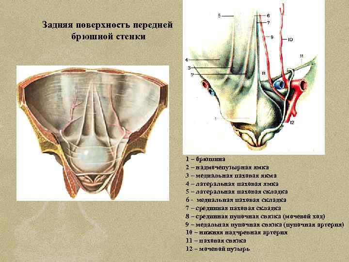 Задняя поверхность передней брюшной стенки 1 – брюшина 2 – надмочепузырная ямка 3 –