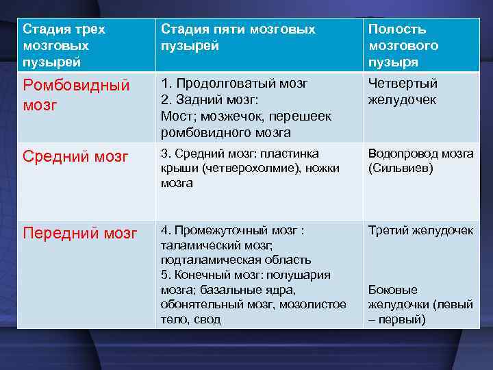 Стадия трех мозговых пузырей Стадия пяти мозговых пузырей Полость мозгового пузыря Ромбовидный мозг 1.