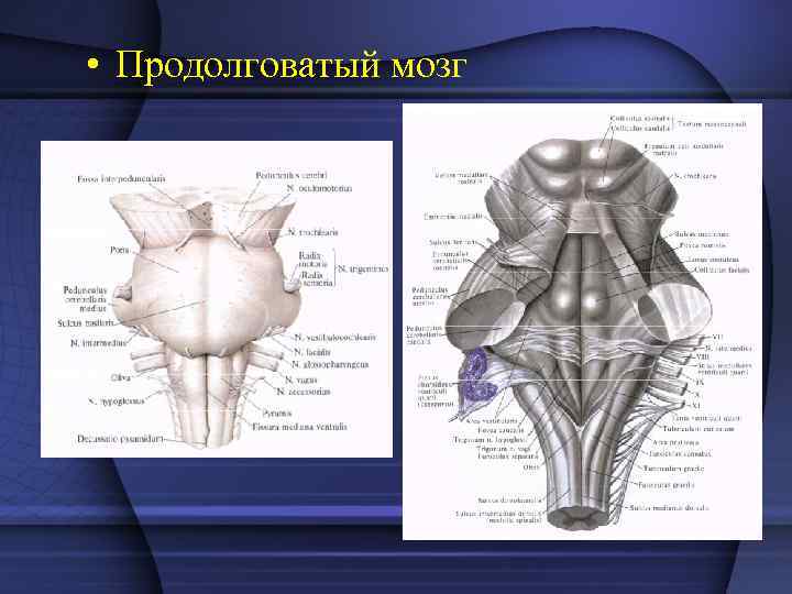  • Продолговатый мозг 