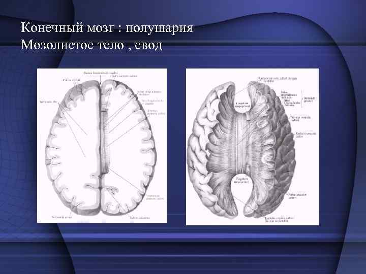 Конечный мозг : полушария Мозолистое тело , свод 