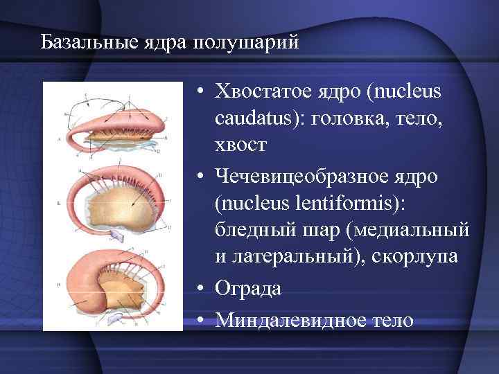 Базальные ядра полушарий • Хвостатое ядро (nucleus caudatus): головка, тело, хвост • Чечевицеобразное ядро