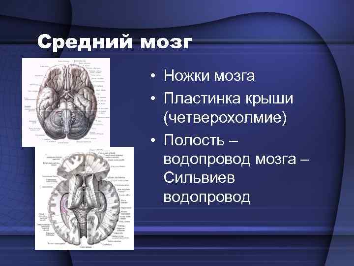 Средний мозг • Ножки мозга • Пластинка крыши (четверохолмие) • Полость – водопровод мозга