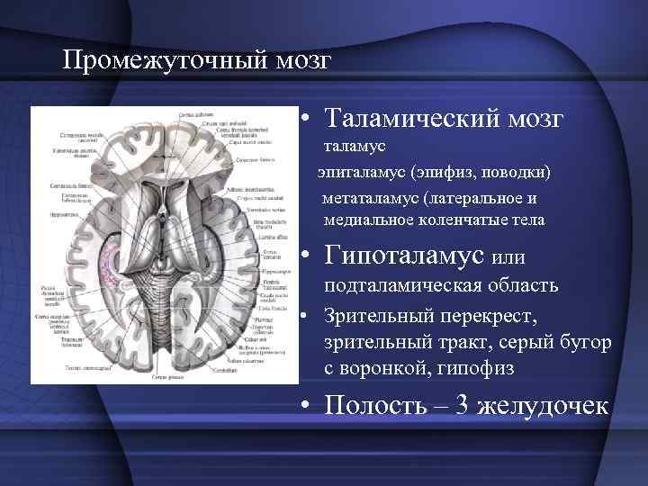 Промежуточный мозг • Таламический мозг таламус эпиталамус (эпифиз, поводки) метаталамус (латеральное и медиальное коленчатые