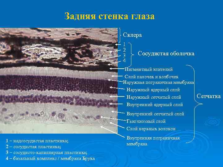 Задняя стенка глаза Склера 1 2 3 4 Сосудистая оболочка Пигментный эпителий Слой палочек