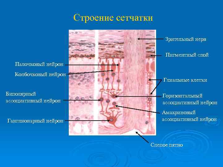Строение сетчатки Зрительный нерв Пигментный слой Палочковый нейрон Колбочковый нейрон Глиальные клетки Биполярный ассоциативный