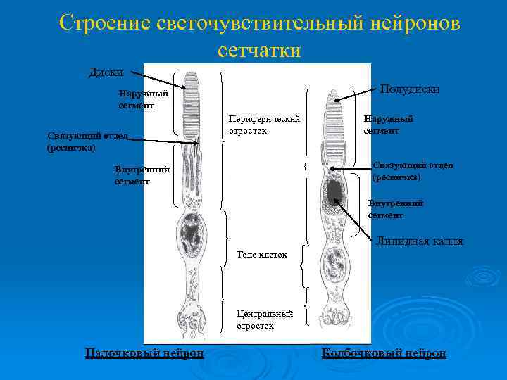 Строение светочувствительный нейронов сетчатки Диски Полудиски Наружный сегмент Связующий отдел (ресничка) Периферический отросток Наружный