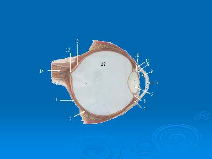 3 13 10 12 11 8 14 9 7 6 1 5 4 2