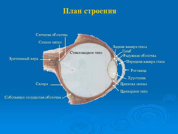 План строения Сетчатая оболочка Слепое пятно Стекловидное тело Зрительный нерв Задняя камера глаза Лимб