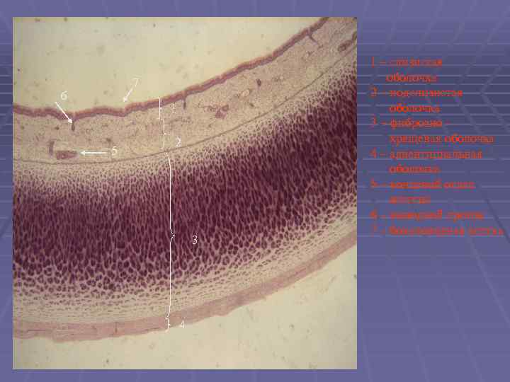 7 6 1 5 2 3 4 1 – слизистая оболочка 2 – подслизистая