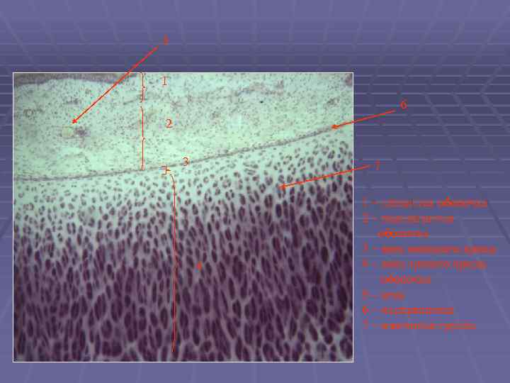 5 1 6 2 3 7 4 1 – слизистая оболочка 2 – подслизистая