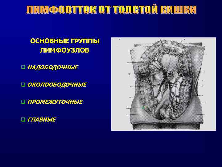 Борозды брюшной полости. Околоободочно кишечная борозда. Группы лимфоузлов толстой кишки. Околоободочные борозды. Левая околоободочная борозда.