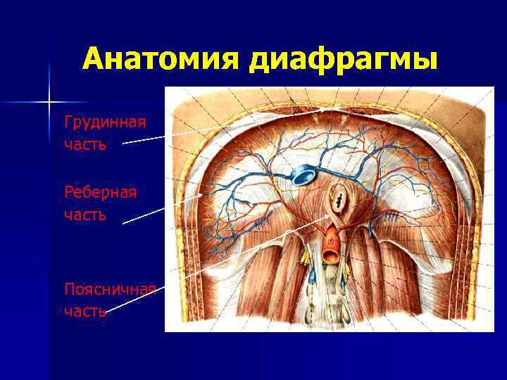 Диафрагма фото анатомия