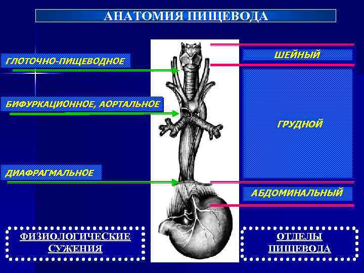 Уровни сужения пищевода. Перечислите анатомические сужения пищевода. Анатомические сужения пищевода анатомия. Физиологические сужения пищевода анатомия.