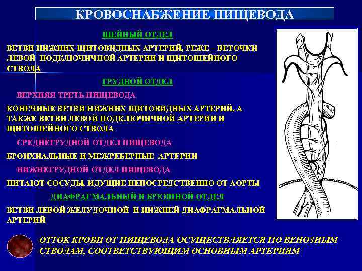 Кровоснабжение пищевода схема