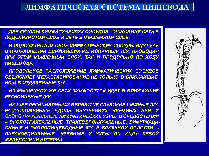 ЛИМФАТИЧЕСКАЯ СИСТЕМА ПИЩЕВОДА ДВЕ ГРУППЫ ЛИМФАТИЧЕСКИХ СОСУДОВ – ОСНОВНАЯ СЕТЬ В ПОДСЛИЗИСТОМ СЛОЕ И