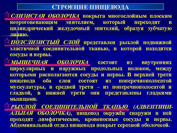 ¶СЛИЗИСТАЯ СТРОЕНИЕ ПИЩЕВОДА ОБОЛОЧКА покрыта многослойным плоским неороговевающим эпителием, который переходит в цилиндрический желудочный