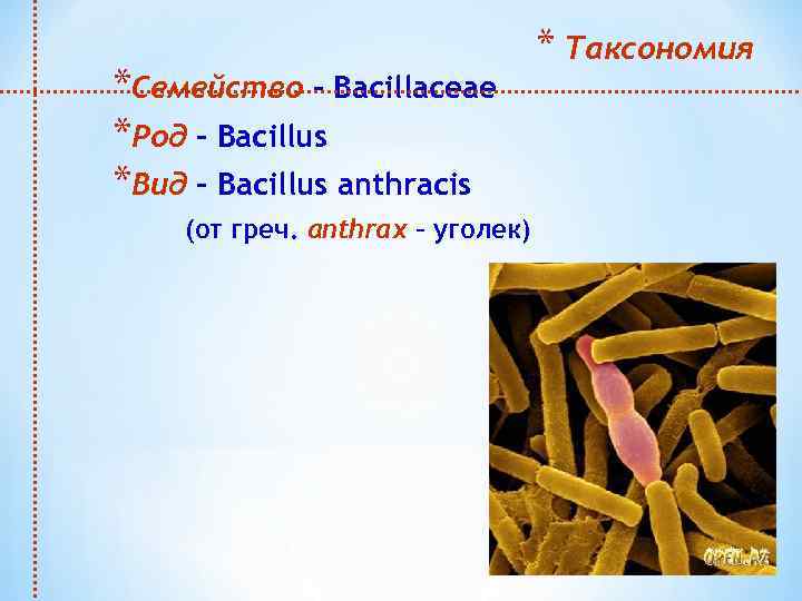 *Семейство – Bacillaceae *Род – Bacillus *Вид – Bacillus anthracis (от греч. аnthrax –