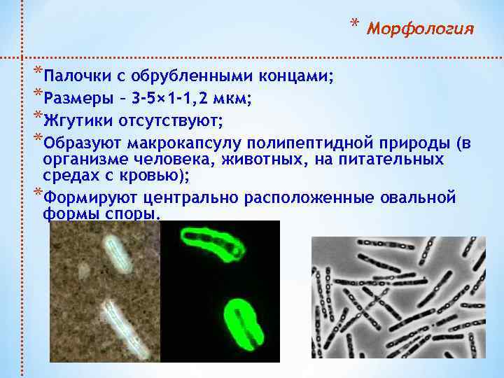 * Морфология *Палочки с обрубленными концами; *Размеры – 3 -5× 1 -1, 2 мкм;