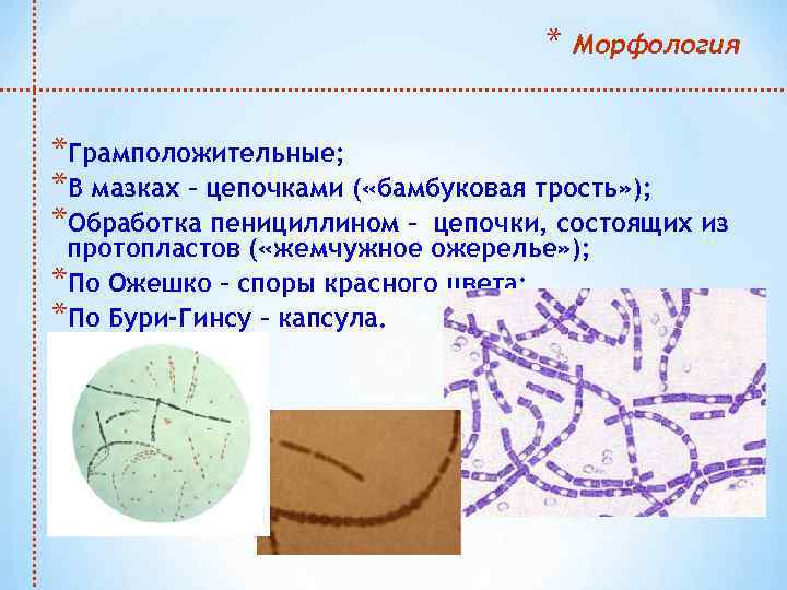 * Морфология *Грамположительные; *В мазках – цепочками ( «бамбуковая трость» ); *Обработка пенициллином –
