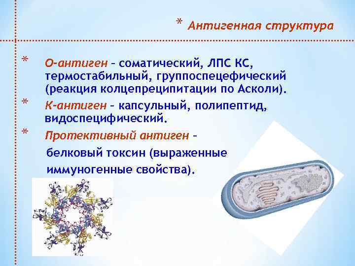 * * Антигенная структура О-антиген – соматический, ЛПС КС, термостабильный, группоспецефический (реакция колцепреципитации по