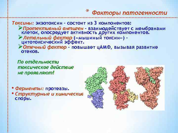 * Факторы патогенности Токсины: экзотоксин – состоит из 3 компонентов: ØПротективный антиген – взаимодействует