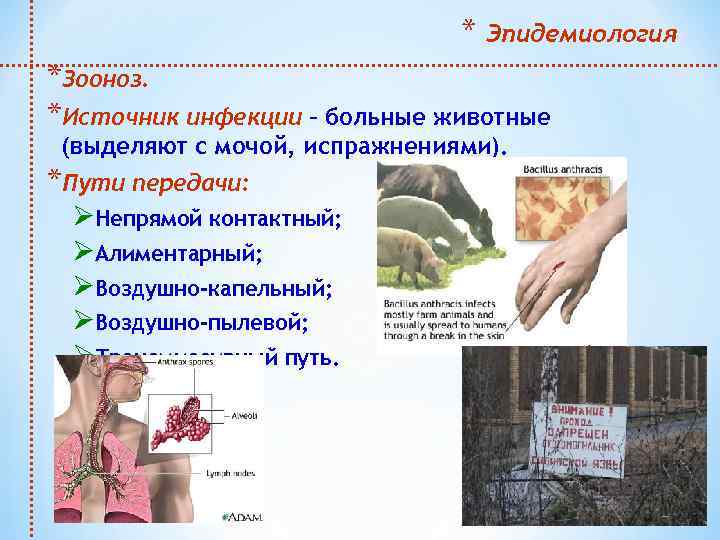 * Эпидемиология *Зооноз. *Источник инфекции – больные животные (выделяют с мочой, испражнениями). *Пути передачи:
