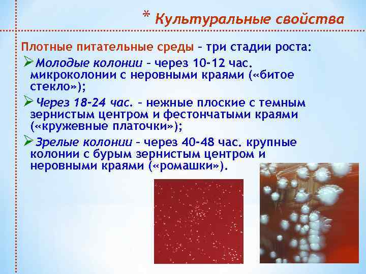 * Культуральные свойства Плотные питательные среды – три стадии роста: ØМолодые колонии – через