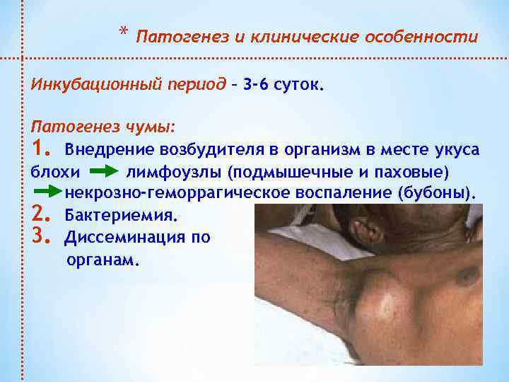 * Патогенез и клинические особенности Инкубационный период – 3 -6 суток. Патогенез чумы: 1.