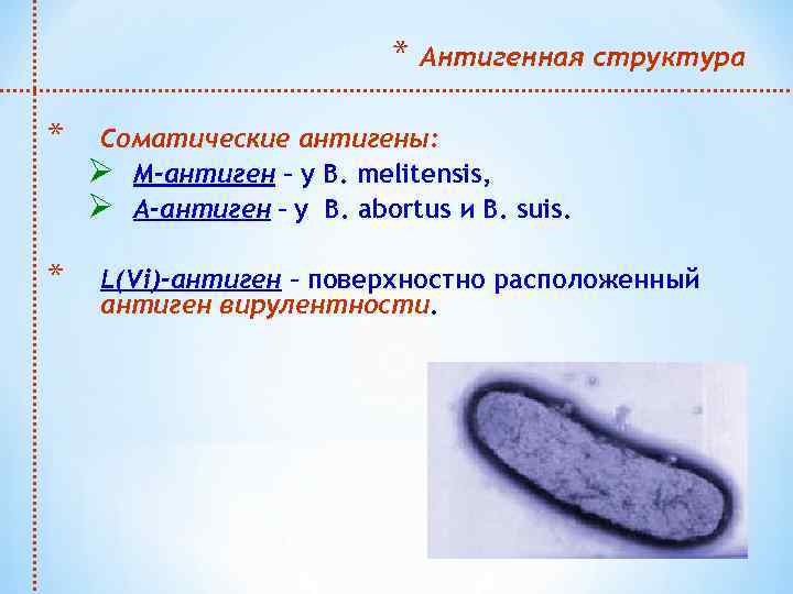 * * * Антигенная структура Соматические антигены: Ø М-антиген – у В. melitensis, Ø