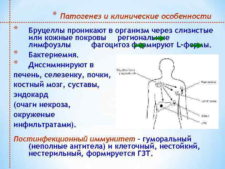 * Патогенез и клинические особенности * Бруцеллы проникают в организм через слизистые или кожные
