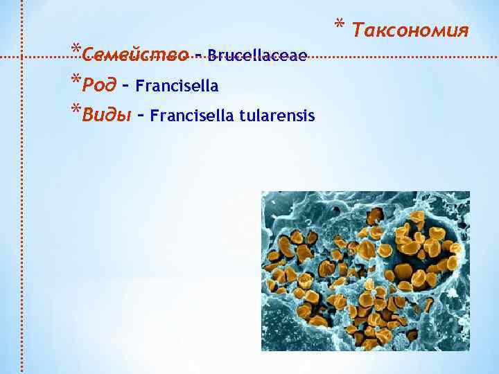 *Семейство – Brucellaceae *Род – Francisella *Виды – Francisella tularensis * Таксономия 