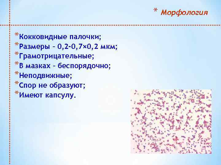 * *Кокковидные палочки; *Размеры – 0, 2 -0, 7× 0, 2 мкм; *Грамотрицательные; *В