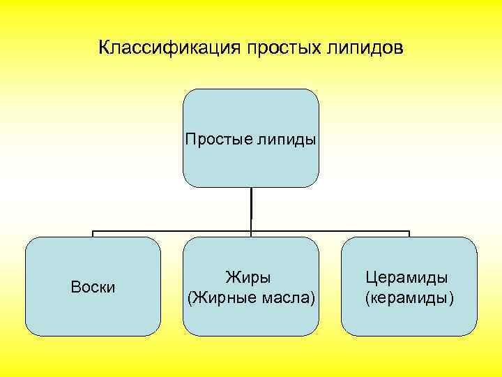 Классификация простых липидов Простые липиды Воски Жиры (Жирные масла) Церамиды (керамиды) 
