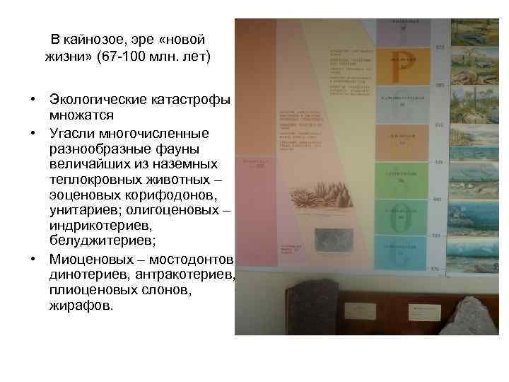 В кайнозое, эре «новой жизни» (67 -100 млн. лет) • Экологические катастрофы множатся •