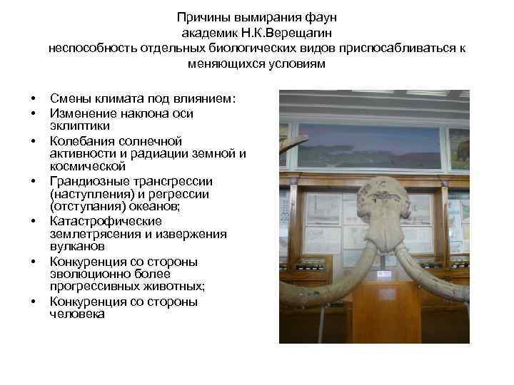 Причины вымирания фаун академик Н. К. Верещагин неспособность отдельных биологических видов приспосабливаться к меняющихся