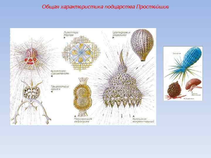 Общая характеристика подцарства Простейшие 