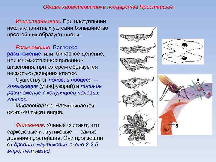 Характеристика простейших. Подцарство одноклеточные Тип Саркожгутиконосцы. Инцистирование простейших. Характеристика подцарства простейшие. При наступлении неблагоприятных условий простейшие образуют.