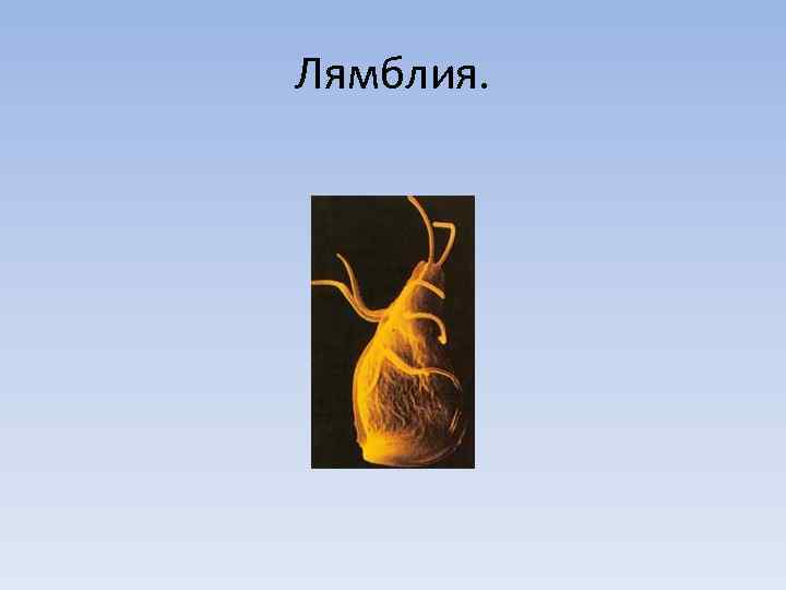 Лямблия. 