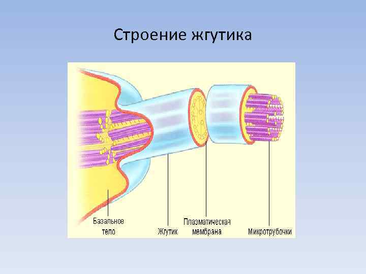 Реснички и жгутики эукариот