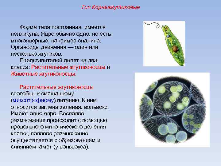 Тип Корнежгутиковые Форма тела постоянная, имеется пелликула. Ядро обычно одно, но есть многоядерные, например