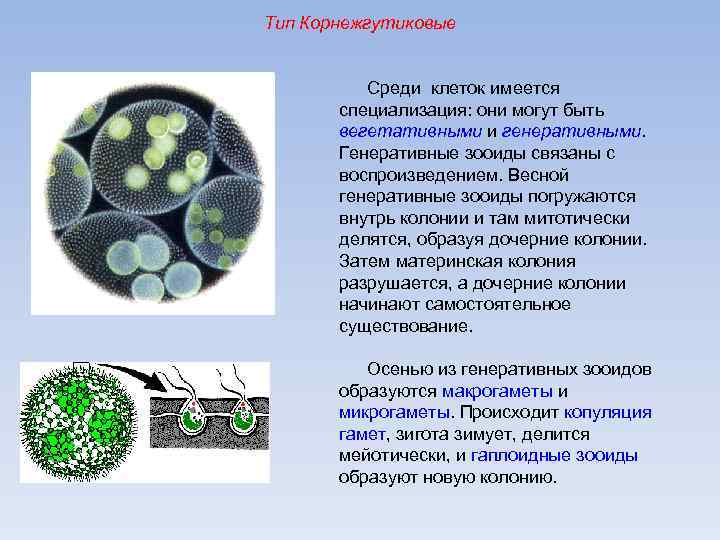 Специализированная клетка. Тип Корнежгутиковые. Размножение Корнежгутиковые. Вегетативная и генеративная клетка. Тип Корнежгутиковые классификация.