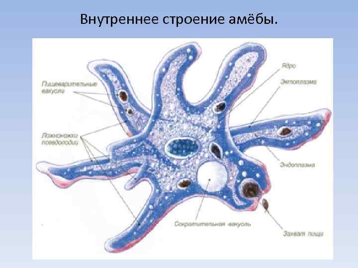 Внутреннее строение амёбы. 