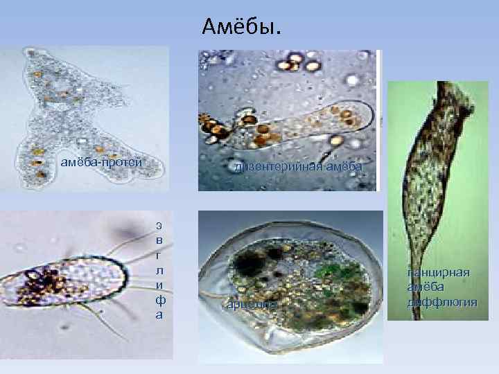 Амёбы. амёба-протей дизентерийная амёба э в г л и ф а арцелла панцирная амёба