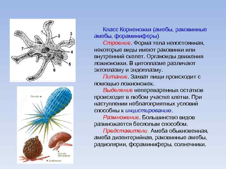 Классы животных объединяют в