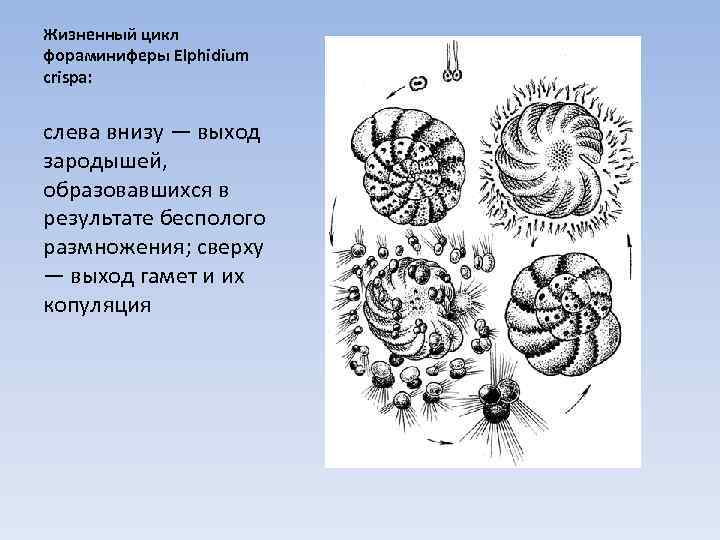 Жизненный цикл фораминиферы Elphidium crispa: слева внизу — выход зародышей, образовавшихся в результате бесполого