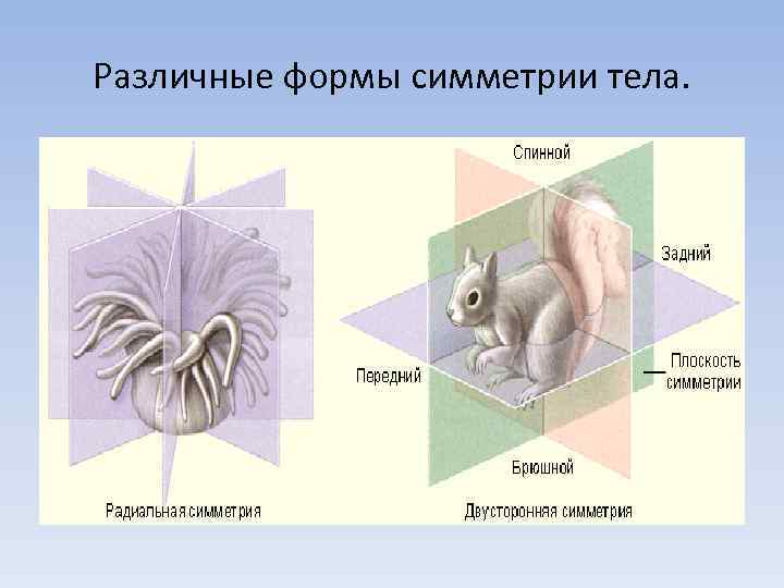 Различные формы симметрии тела. 